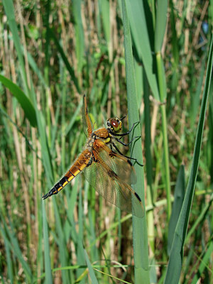 BUITEN BEELD Foto: 57840