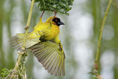 BUITEN BEELD Foto: 57851