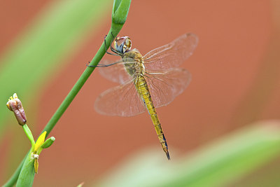 BUITEN BEELD Foto: 57862