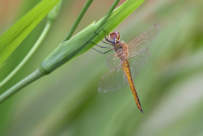 BUITEN BEELD Foto: 57863