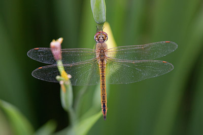 BUITEN BEELD Foto: 57865