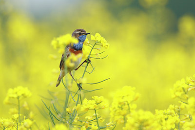 BUITEN BEELD Foto: 57889