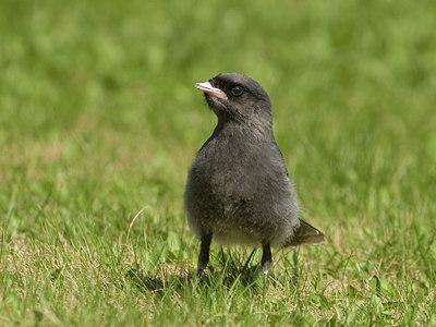 BUITEN BEELD Foto: 57913