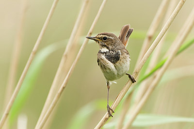 BUITEN BEELD Foto: 57934