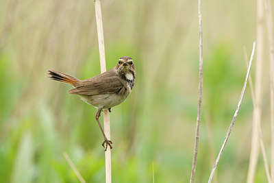 BUITEN BEELD Foto: 57937