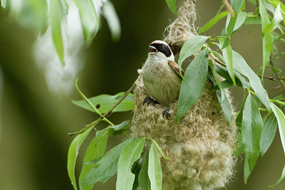 BUITEN BEELD Foto: 57939