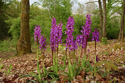 BUITEN BEELD Foto: 57944