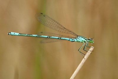 BUITEN BEELD Foto: 57947