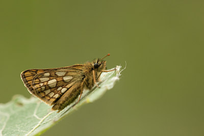 BUITEN BEELD Foto: 57949