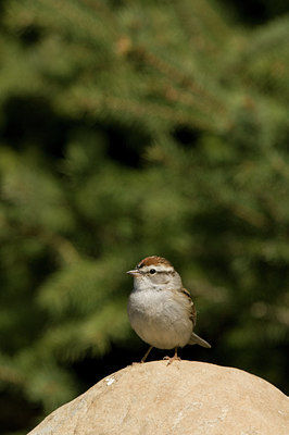 BUITEN BEELD Foto: 57953