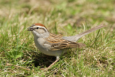 BUITEN BEELD Foto: 57970