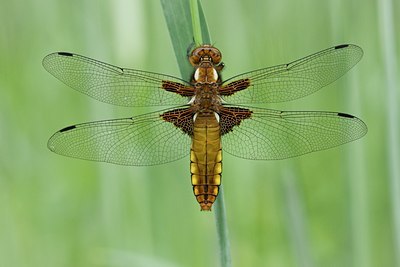 BUITEN BEELD Foto: 57996