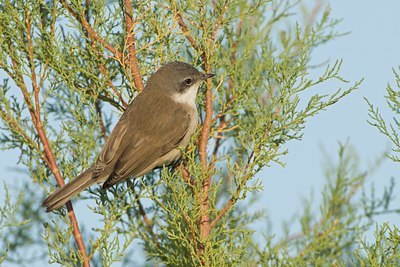 BUITEN BEELD Foto: 58004