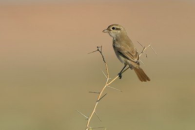 BUITEN BEELD Foto: 58011