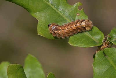 BUITEN BEELD Foto: 58033