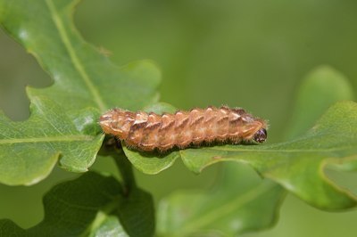 BUITEN BEELD Foto: 58034
