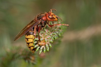 BUITEN BEELD Foto: 58039