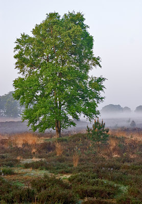 BUITEN BEELD Foto: 58048