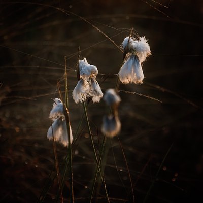BUITEN BEELD Foto: 58058