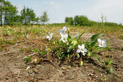 BUITEN BEELD Foto: 58068