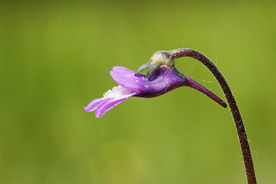 BUITEN BEELD Foto: 58070