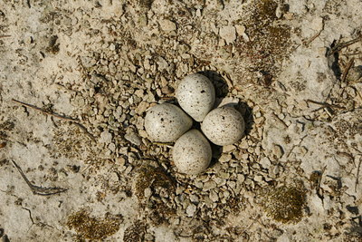 BUITEN BEELD Foto: 58073