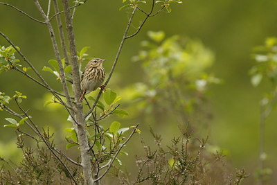 BUITEN BEELD Foto: 58074