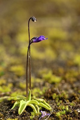BUITEN BEELD Foto: 58098