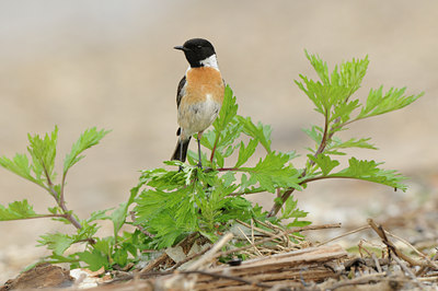 BUITEN BEELD Foto: 58152
