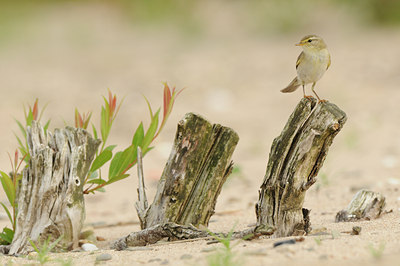 BUITEN BEELD Foto: 58154