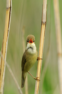 BUITEN BEELD Foto: 58158