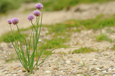 BUITEN BEELD Foto: 58171