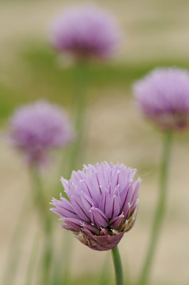 BUITEN BEELD Foto: 58172