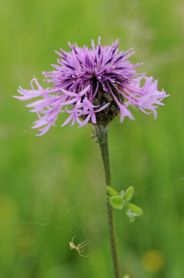 BUITEN BEELD Foto: 58176
