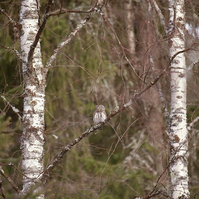 BUITEN BEELD Foto: 58183