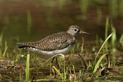 BUITEN BEELD Foto: 58203