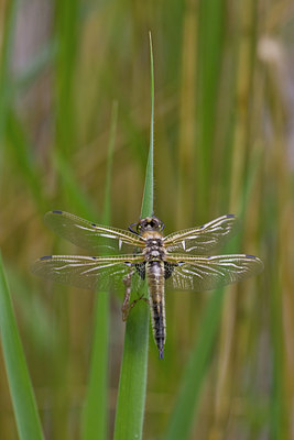 BUITEN BEELD Foto: 58205