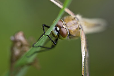 BUITEN BEELD Foto: 58207
