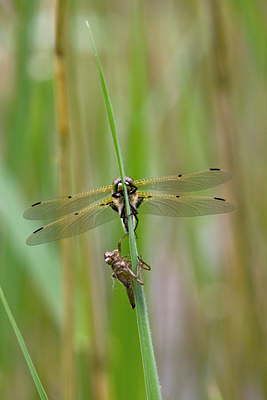 BUITEN BEELD Foto: 58208
