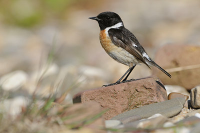 BUITEN BEELD Foto: 58241