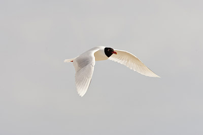 BUITEN BEELD Foto: 58263