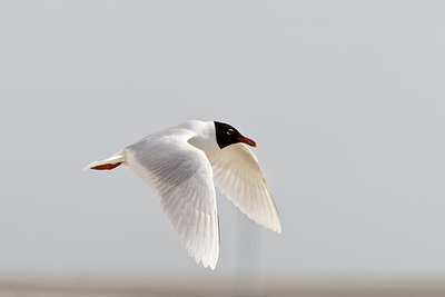 BUITEN BEELD Foto: 58264