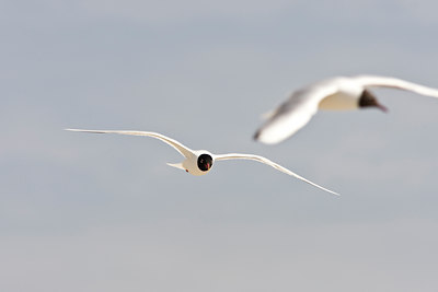 BUITEN BEELD Foto: 58265