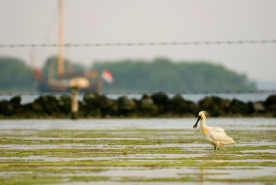 BUITEN BEELD Foto: 58275