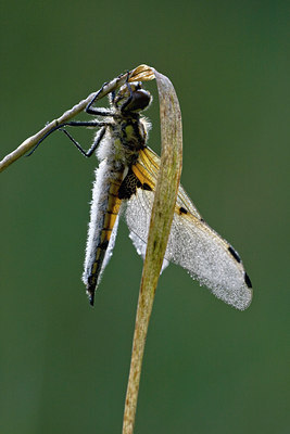BUITEN BEELD Foto: 58277