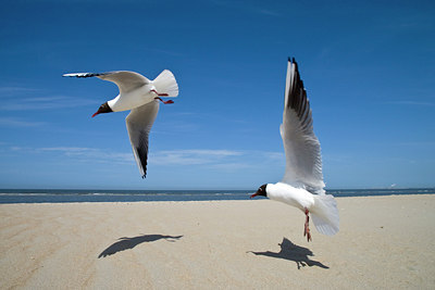 BUITEN BEELD Foto: 58283