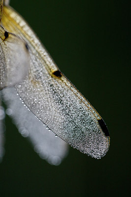 BUITEN BEELD Foto: 58284