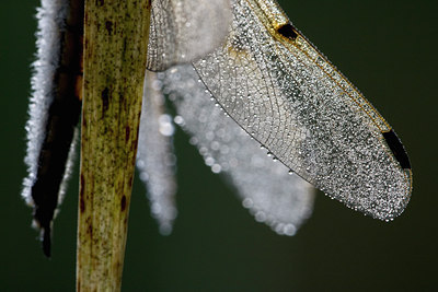 BUITEN BEELD Foto: 58285