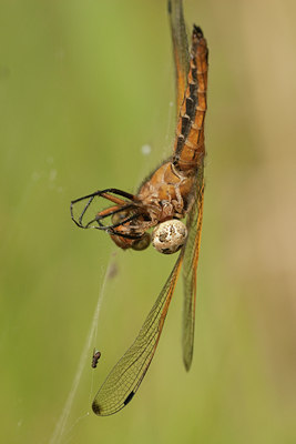 BUITEN BEELD Foto: 58307