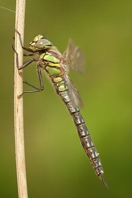 BUITEN BEELD Foto: 58308